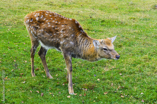 Deer - large animals with an elegant body and slender, shapely legs