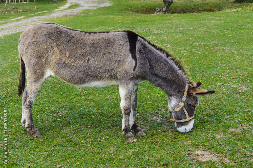 Donkey - plain, unassuming and very stubborn animals. Donkey - plain, unassuming and very stubborn animals.