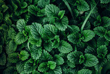 Green Mint Plant Grow Background