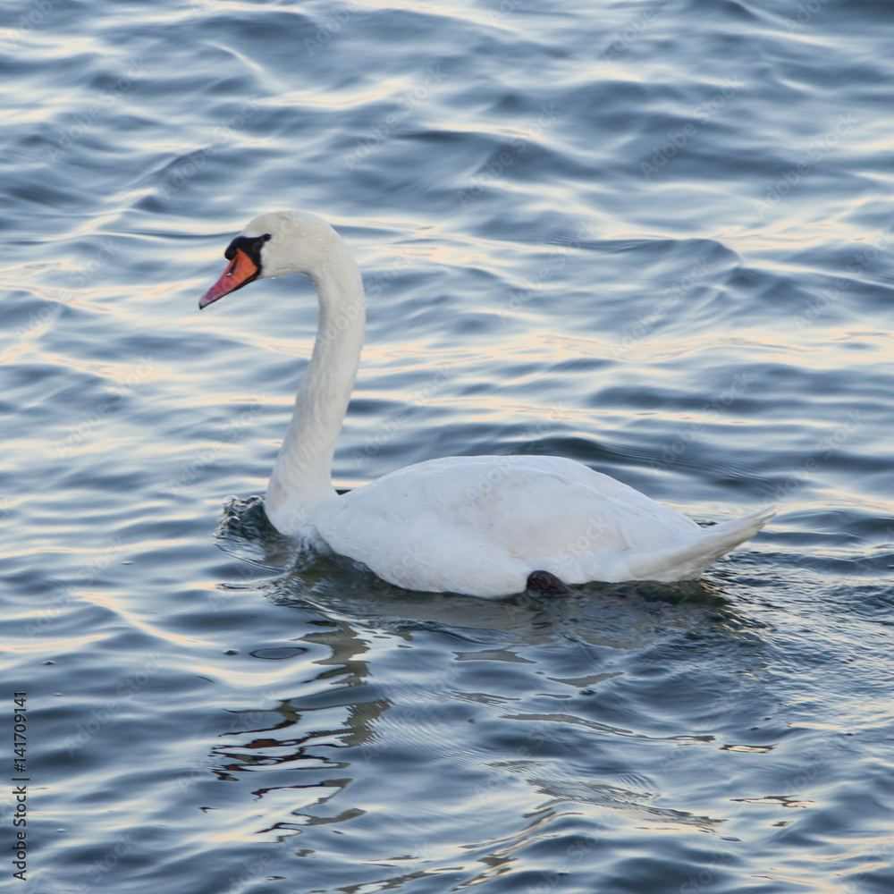 Obraz premium Schwan