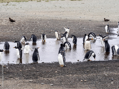 group Gentoo penguin, Pygoscelis Papua, in a small lagoon, Carcas, Falkland