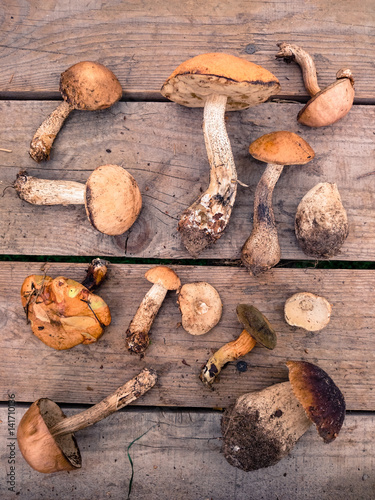 Mushrooms Lying on Wood