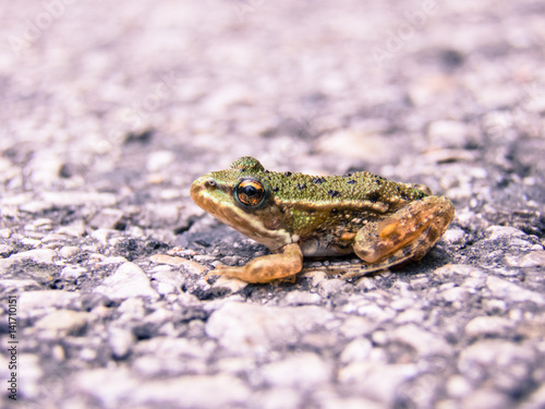 Tiny Frog on the Street