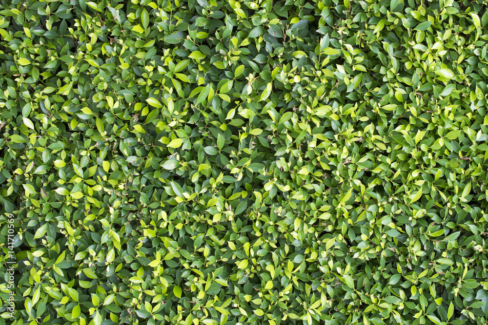 Leafs green wall background.
