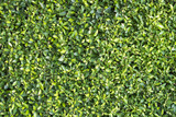 Leafs green wall background.