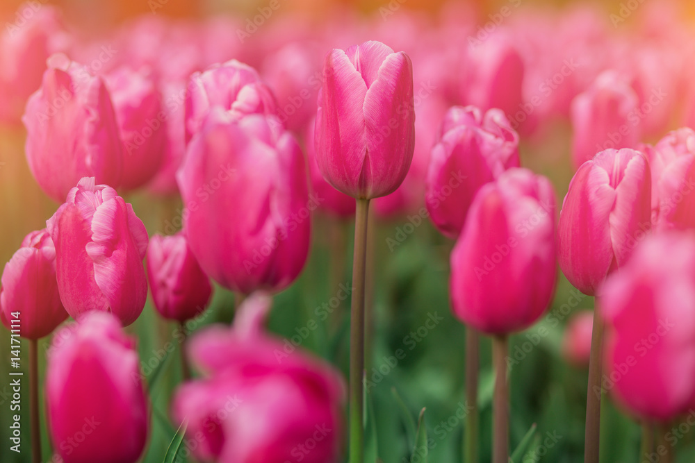 Bright tulips in a soft focus, spring flowers close-up in the garden. Bright pink violet tulip flowers.