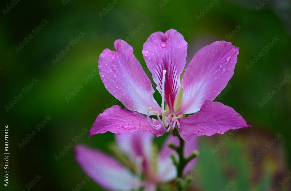 Fototapeta premium Blossom pink bauhinia flower with green background