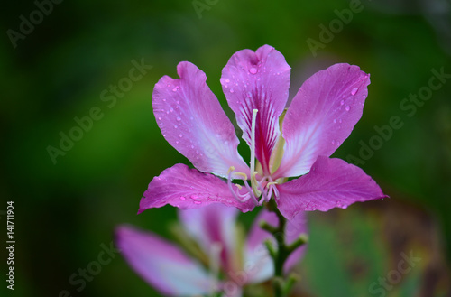 Blossom pink bauhinia flower with green background