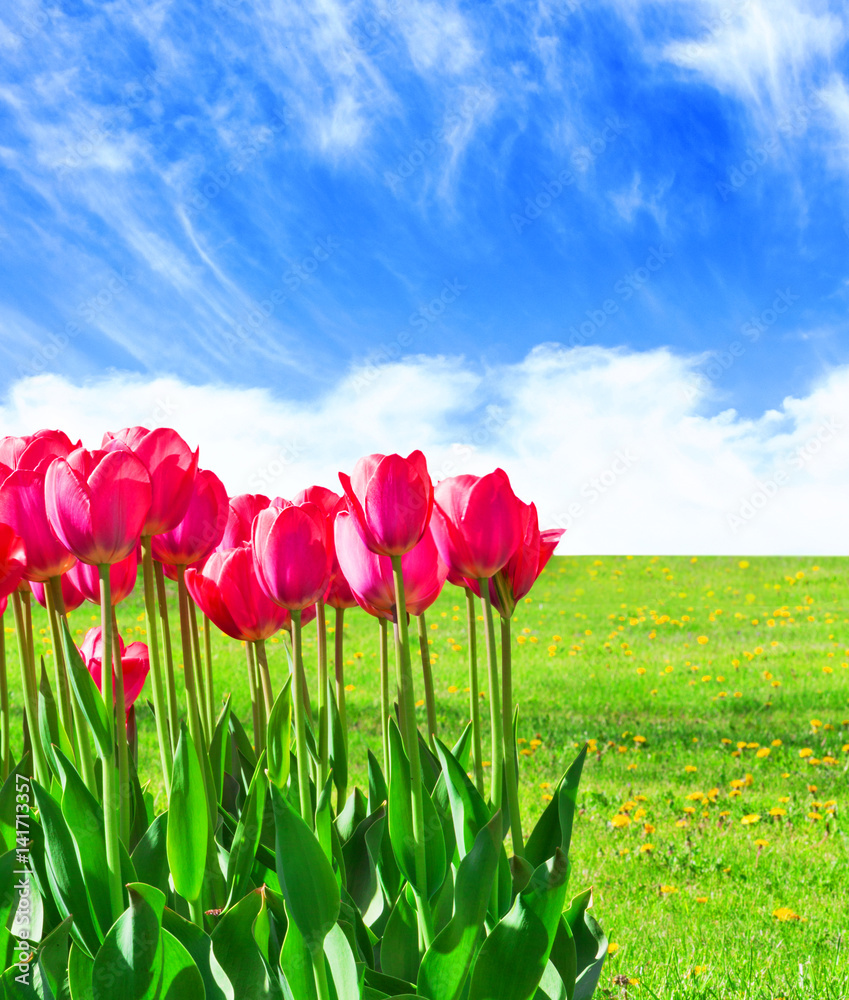 Fresh magenta tulips Fresh magenta tulips