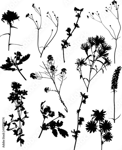 Fototapeta Naklejka Na Ścianę i Meble -  twelve black wild flowers set on white illustration
