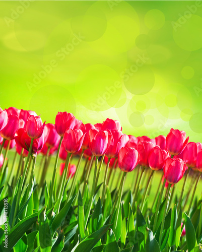 Fototapeta Naklejka Na Ścianę i Meble -  Fresh magenta tulips