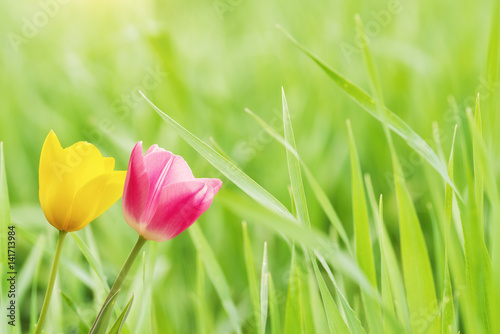 Fototapeta Naklejka Na Ścianę i Meble -  Flowers on Green Grass,Spring Concept