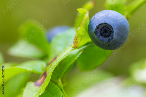 Blueberry