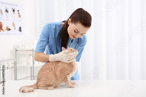 Fotografi Pretty young veterinarian examining cat in clinic