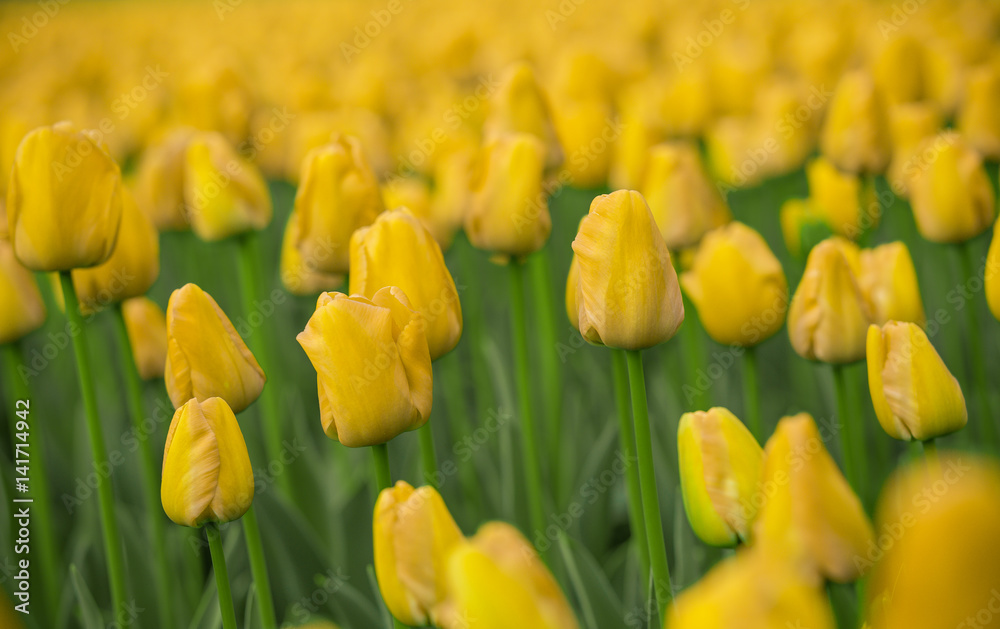 Bright tulips in a soft focus, spring flowers close-up in the garden. Bright yellow tulip flowers. Bright tulips in a soft focus, spring flowers close-up in the garden. Bright yellow tulip flowers.