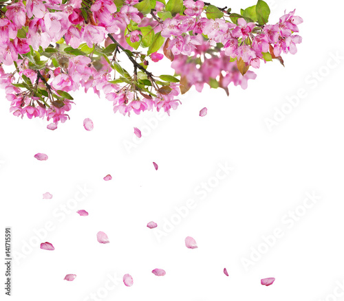 appletree flower branches and falling petals