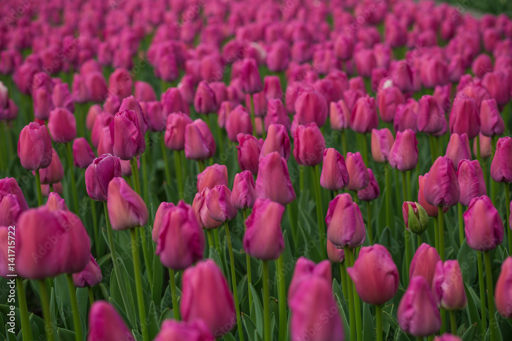 Bright tulips in a soft focus, spring flowers close-up in the garden. Bright rose red flowers. Bright tulips in a soft focus, spring flowers close-up in the garden. Bright rose red flowers.
