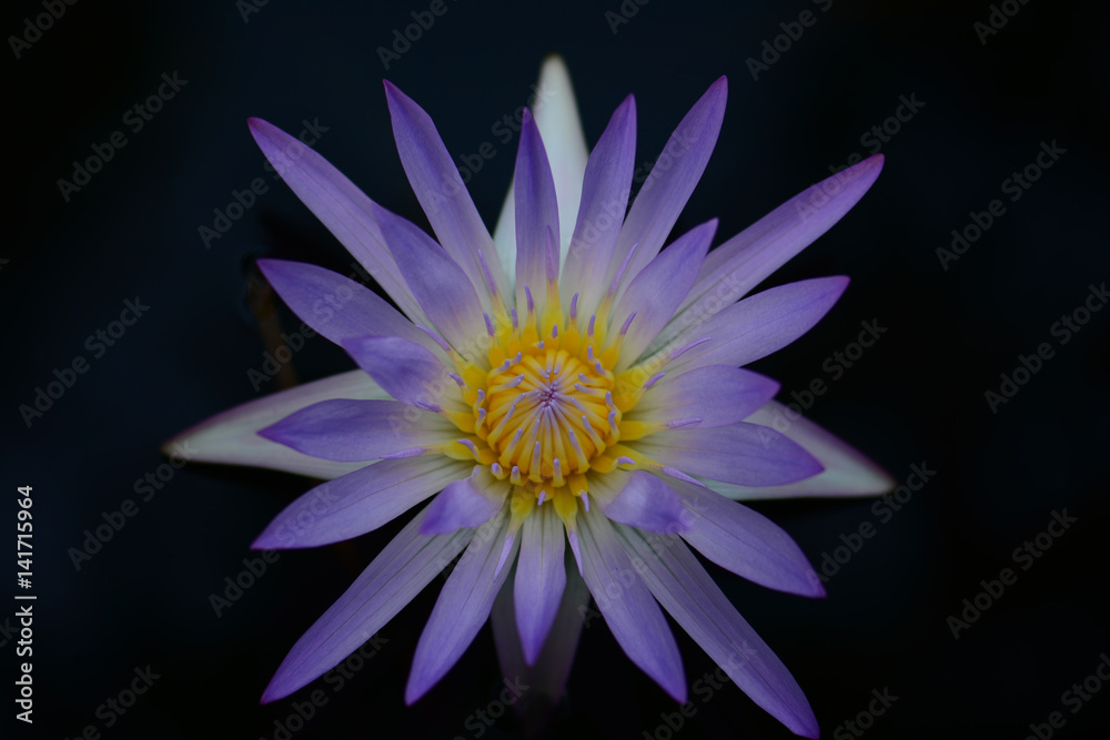 Fototapeta premium Blossom blue lotus flower on the water