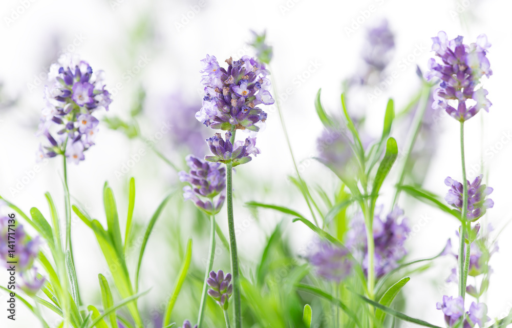 Naklejka premium Lavender flower close-up. Lavandula officinalis.