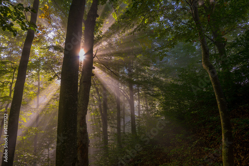 Fototapeta Naklejka Na Ścianę i Meble -  Sunbeams penetrating forest