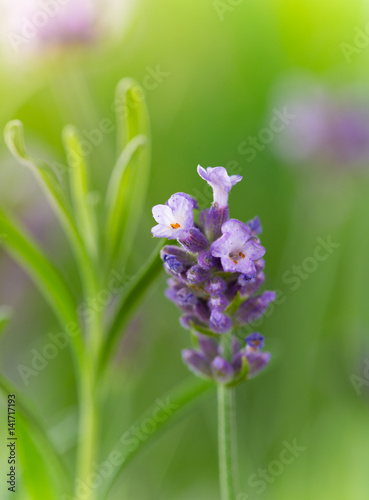 Lavender flower close-up. L...
