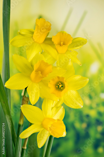 Daffodil, Jonquil, Daffodils, Narcissus