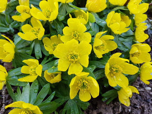 Winterling; Eranthis; hyemalis photo