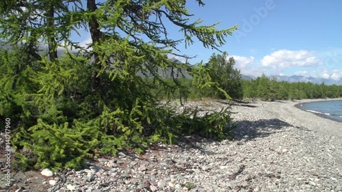 Rocky shore of Lake Baikal covered with beautiful larch. The Baikal-Lensky Reserve