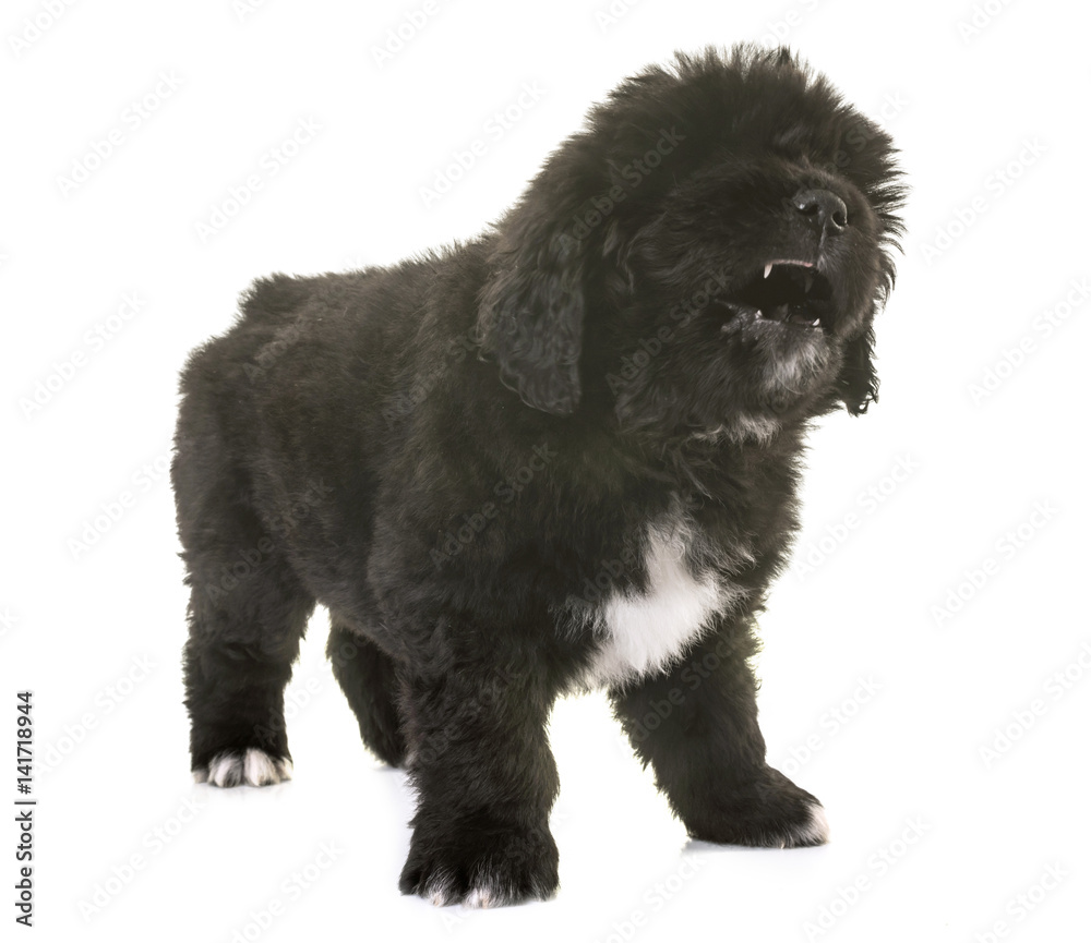 Fototapeta premium angry puppy newfoundland dog