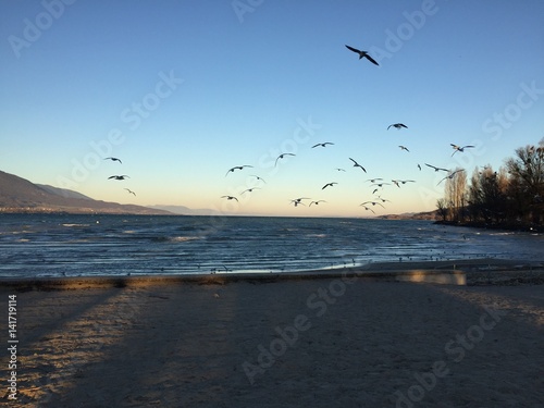 Mouettes sur la plage