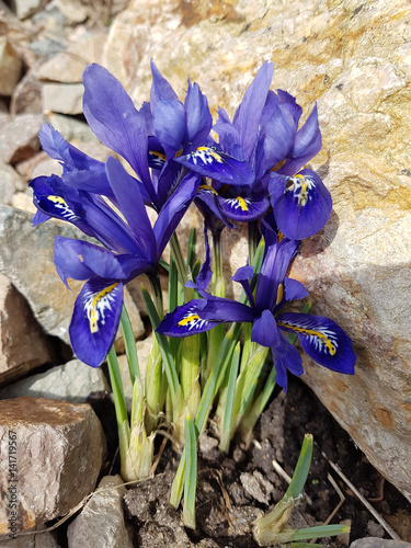 Zwergiris, Iris, reticulata photo