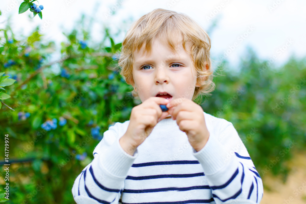 little kid boy picking fresh berries on organic blueberry field farm little kid boy picking fresh berries on organic blueberry field farm