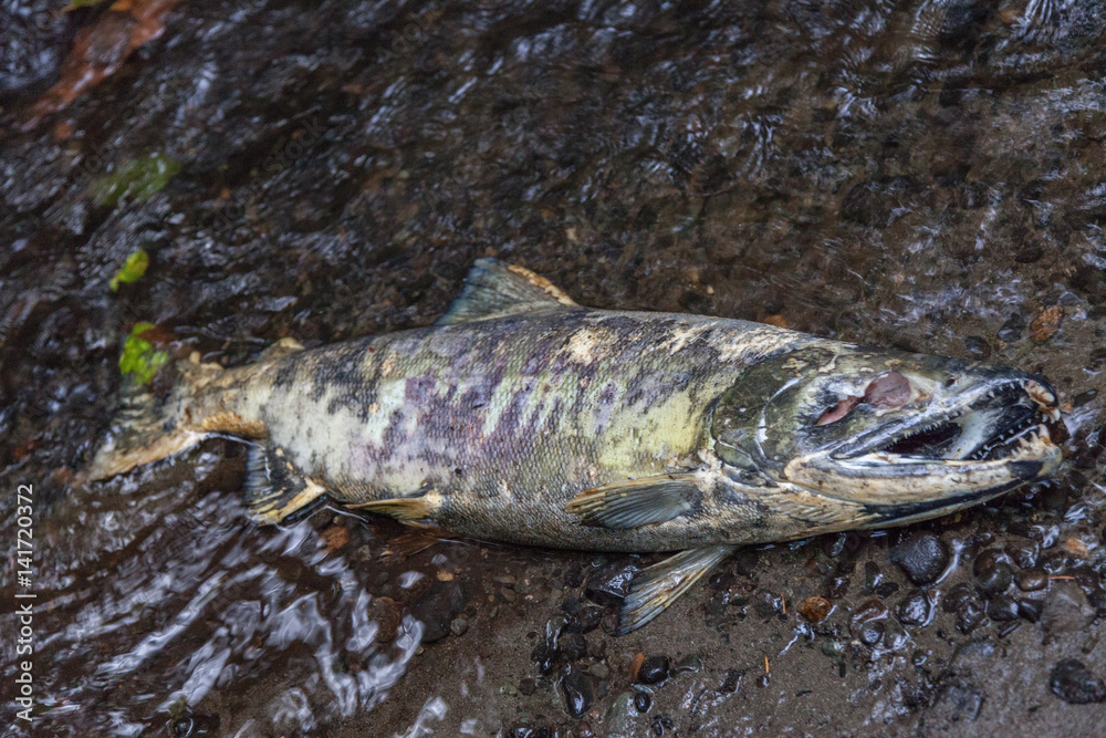 Dead salmon after spawning foto de Stock Adobe Stock