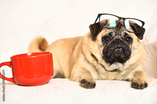 Cute pug dog with red mug © be free