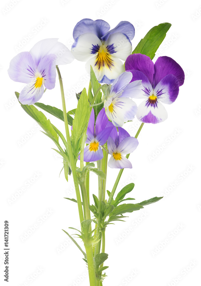isolated bunch of pansy white and lilac blooms