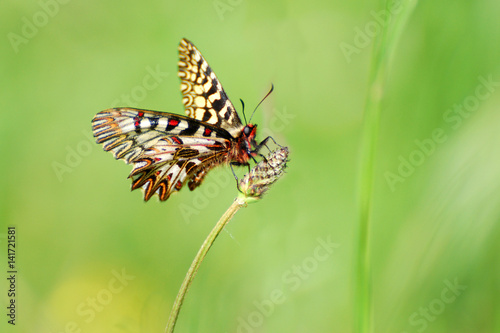 Butterfly on spring meadow. Zerynthia polyxena, Southern Festoon or Spanish Festoon, 