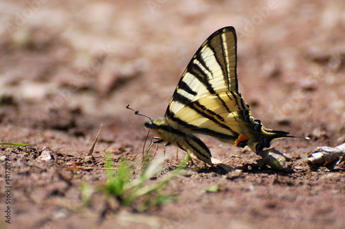 Iphiclides podalirius on the ground. Scarce Swallowtail butterfly taking minerals from ground