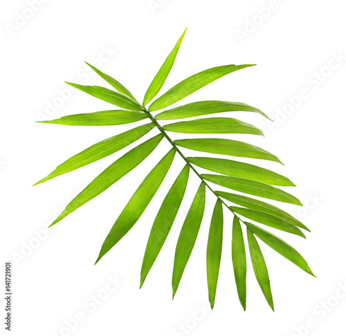 Green coconut leaf on white background
