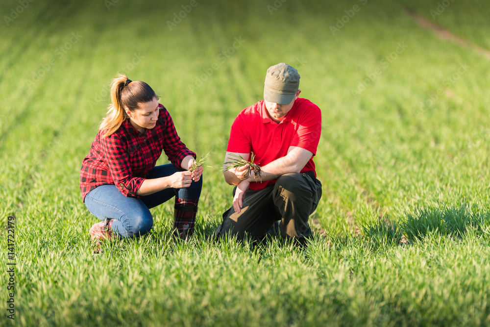 Young farmers examing planted wheat in the field Young farmers examing planted wheat in the field