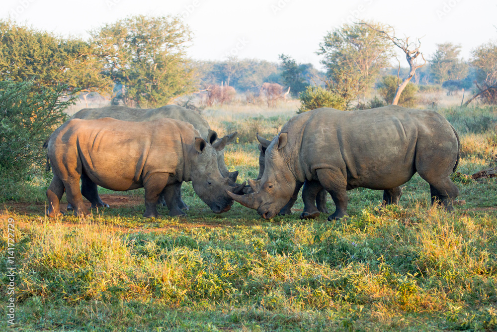 Fototapeta premium White Rhionceros aka Square lipped Rhinocerous