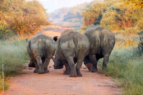White Rhionceros aka Square lipped Rhinocerous