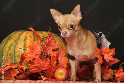 Chihuahua and autumn leaves Halloween photo