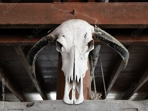 Beautiful portrait of death, cow skull in thai house, no smile 