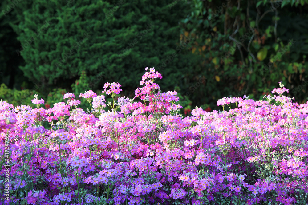 Obraz premium Travel to Chiangmai, Thailand. Small pink flowers on the meadow.