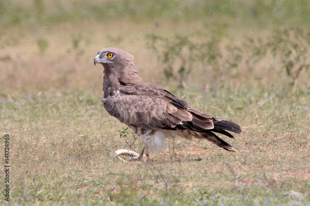 Wild life bird Photography- Shot-toed Snake eagle Wild life bird Photography- Shot-toed Snake eagle