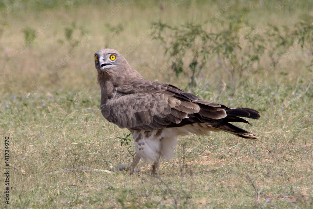 Wild life bird Photography- Shot-toed Snake eagle Wild life bird Photography- Shot-toed Snake eagle