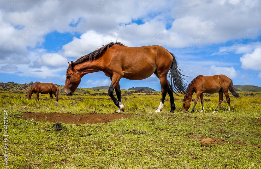 Horses in easter island field