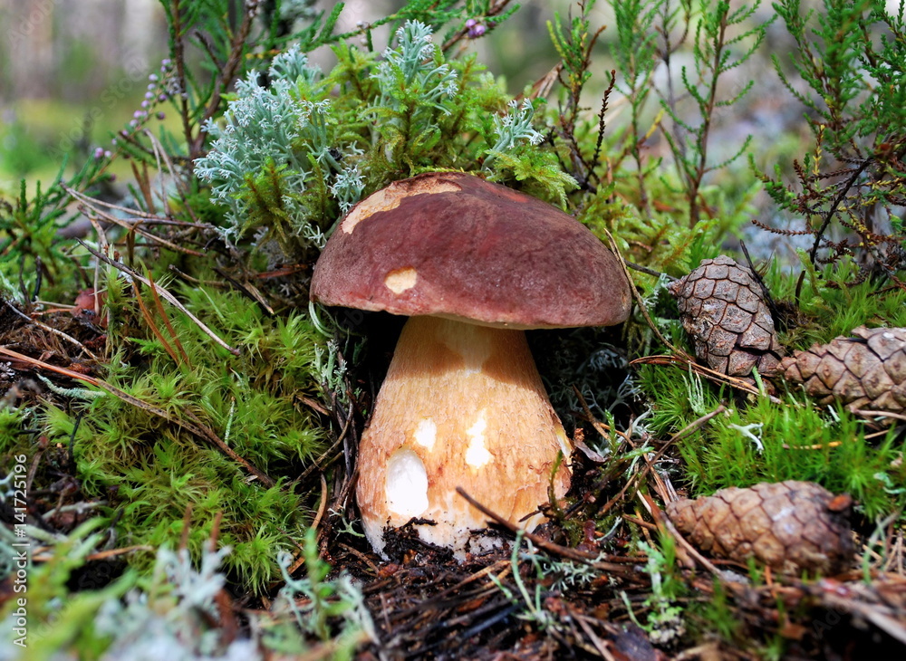 Mushrooms in the forest. Mushrooms in the forest.