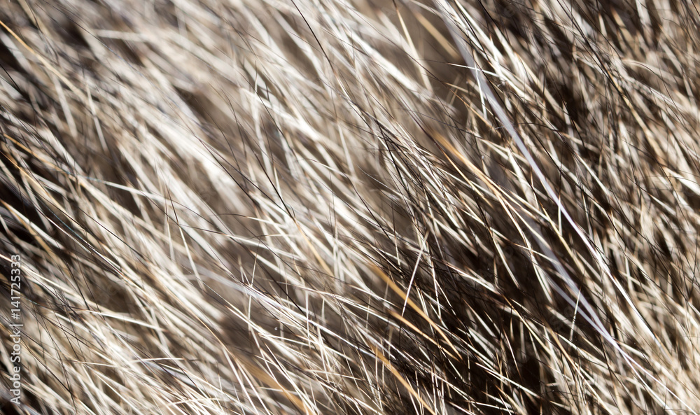 Hair on the cat as a background