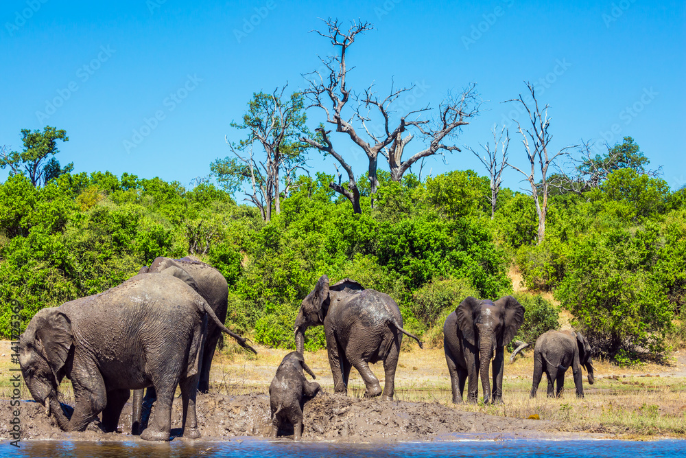 Chobe Park in Botswana Chobe Park in Botswana